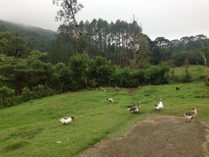 Chácara à venda centro com 220m² e 4 quartos por R$ 490.000 - 1548636099-043.JPG