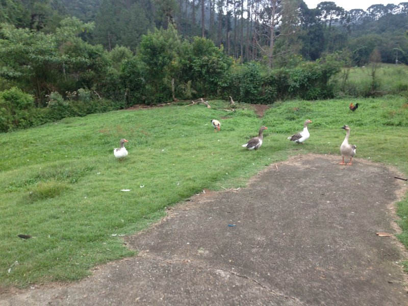 Chácara à venda centro com 220m² e 4 quartos por R$ 490.000 - 1612621804-041.JPG