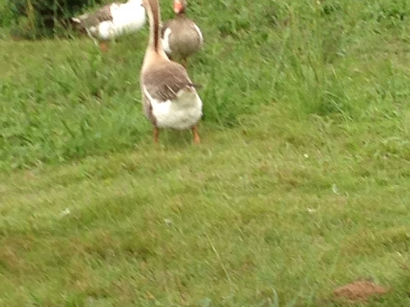 Chácara à venda centro com 220m² e 4 quartos por R$ 490.000 - 1912843567-050.JPG