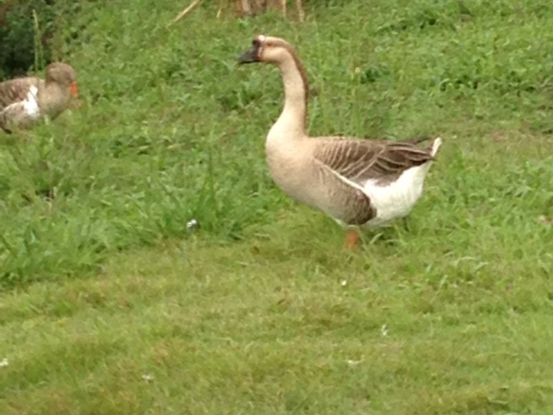 Chácara à venda centro com 220m² e 4 quartos por R$ 490.000 - 1929190959-049.JPG