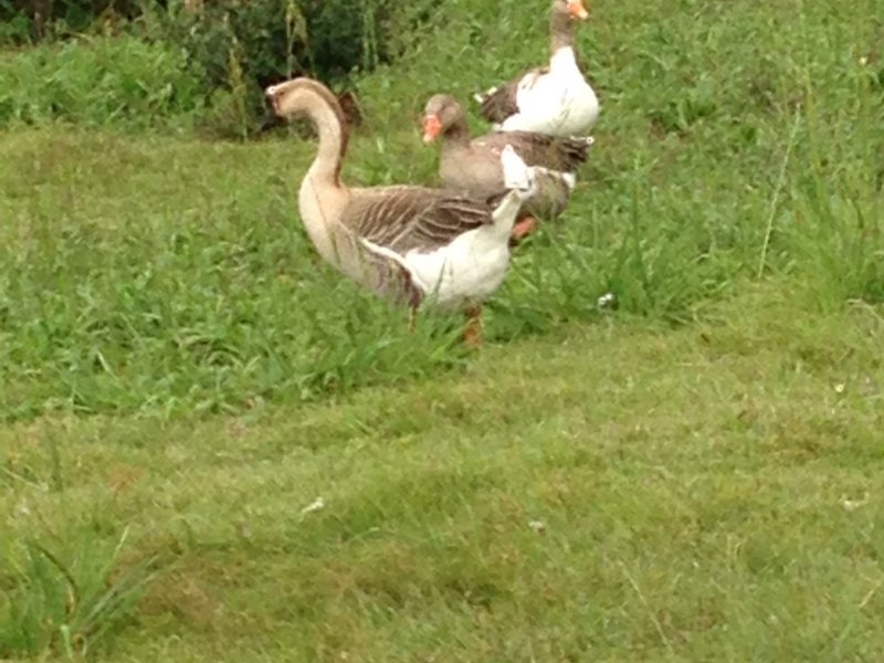 Chácara à venda centro com 220m² e 4 quartos por R$ 490.000 - 2062431527-051.JPG