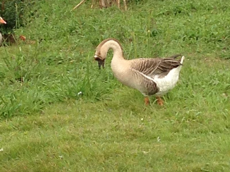 Chácara à venda centro com 220m² e 4 quartos por R$ 490.000 - 413975272-048.JPG