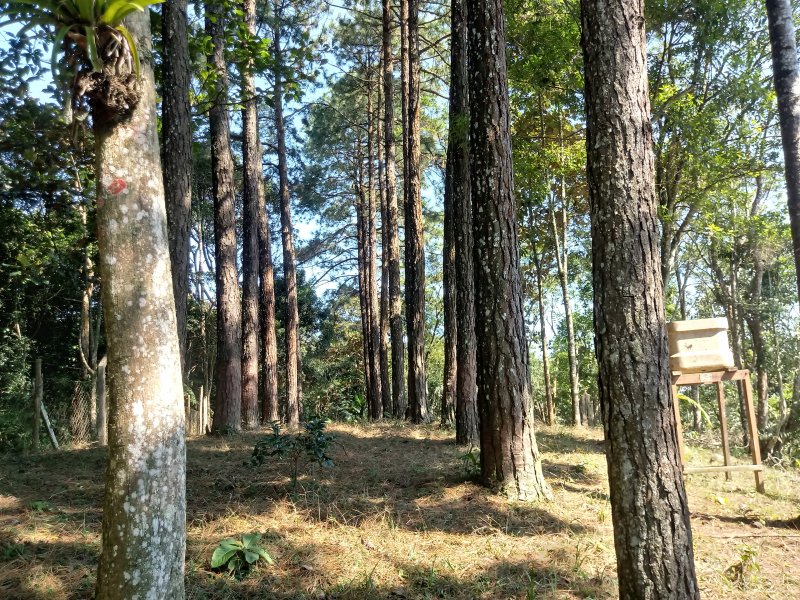 Chácara à venda Tatetos com 9600m² e 2 quartos por R$ 600.000 - 1711897781-20190421-105123-hdr.jpg