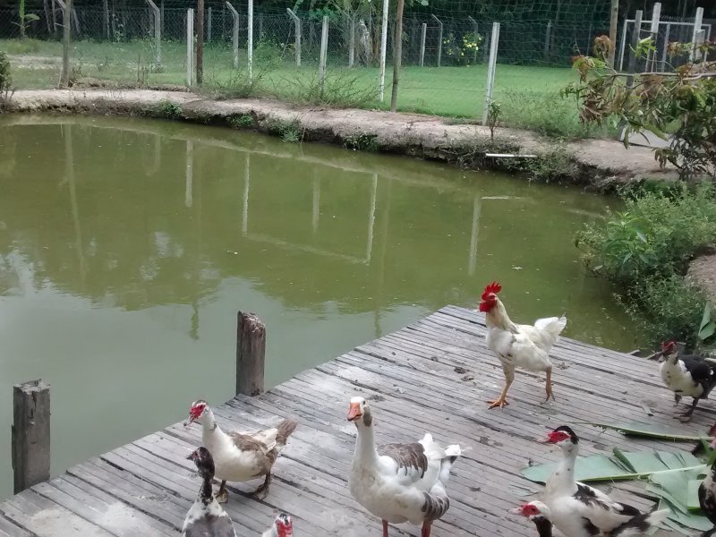Chácara à venda Estâncias Imperiais com 2600m² e 5 quartos por R$ 980.000 - 1390418716-img-20160215-102143809.jpg