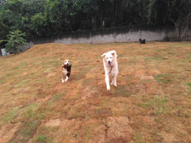 Casa de condomínio à venda Chácara Vale do Rio Cotia com 2000m² e 3 quartos por R$ 1.230.000 - 1444015824-img-20190302-075635994.jpg