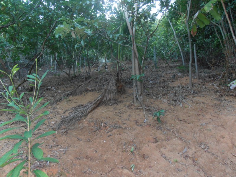 Chácara à venda Novo Horizonte com 1300m² e 2 quartos por R$ 250.000 - 813344212-p5310017.JPG