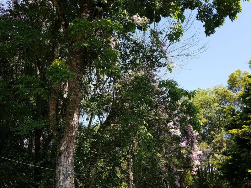 Casa de condomínio à venda Borda do Campo com 750m² e 4 quartos por R$ 1.750.000 - 1617228472-605c9843-d9b4-4c7c-bc67-1108cc30e24f.jpg