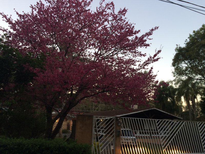 Casa de condomínio à venda Borda do Campo com 750m² e 4 quartos por R$ 1.750.000 - 63282264-img-9717.JPG