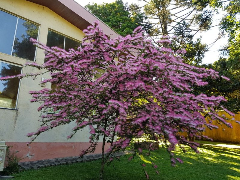 Casa de condomínio à venda Borda do Campo com 750m² e 4 quartos por R$ 1.750.000 - 954327335-a6531d0a-9cd2-449a-bf6b-c8cc4dcf8391.jpg