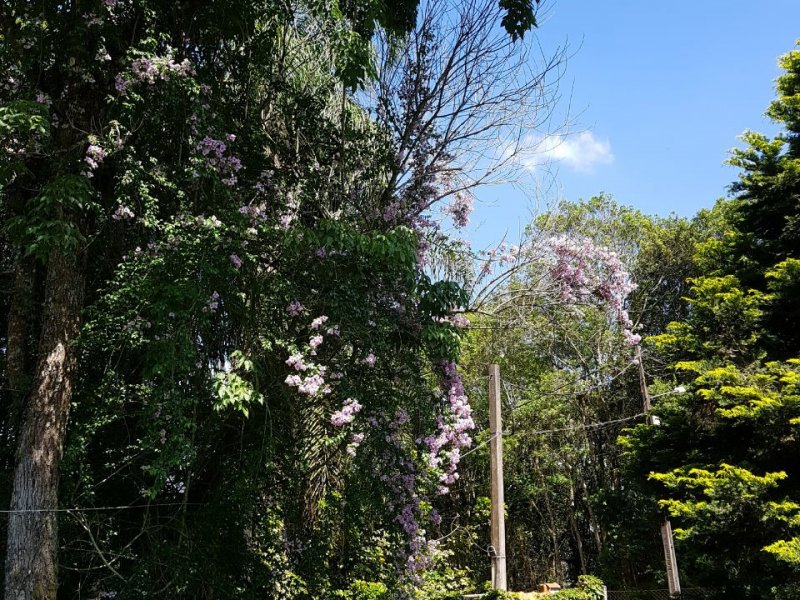 Casa de condomínio à venda Borda do Campo com 750m² e 4 quartos por R$ 1.750.000 - 985315128-7d57d29e-4353-4ab2-a27e-55efc6442d1a.jpg
