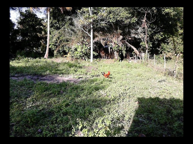 Terreno à venda Centro com 482m² e  quartos por R$ 350.000 - 1991568343-56162369-2206166062780522-1368744908310970368-o.jpg
