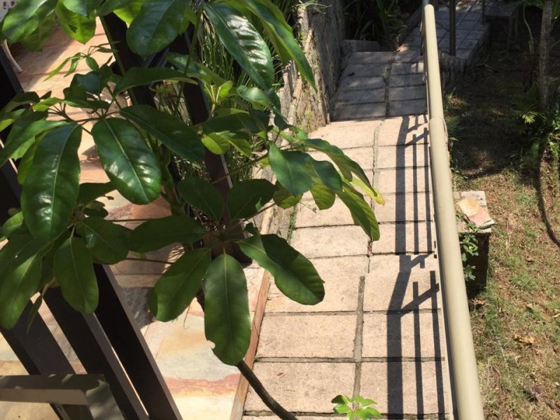 Casa à venda Ilha Porchat com 1300m² e 6 quartos por R$ 1.800.000 - 13738613-14.jpeg