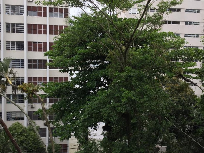 Casa à venda Ilha Porchat com 1300m² e 6 quartos por R$ 1.800.000 - 1660176667-38.jpeg