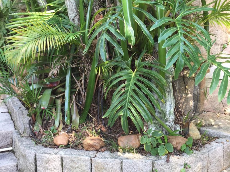 Casa à venda Ilha Porchat com 1300m² e 6 quartos por R$ 1.800.000 - 168036672-7.jpeg