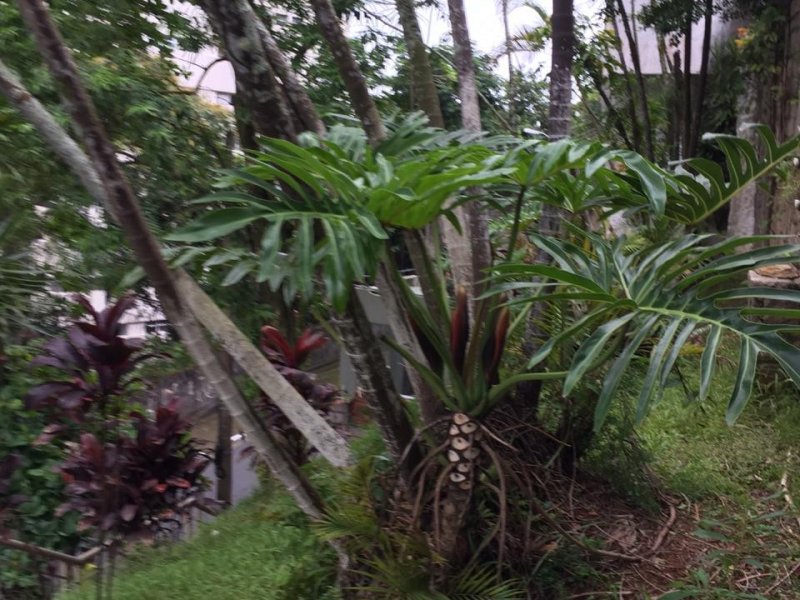 Casa à venda Ilha Porchat com 1300m² e 6 quartos por R$ 1.800.000 - 1784572783-17.jpeg