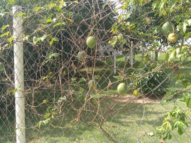 Chácara à venda Condomínio Fechado Piccolo Paese com 670m² e 4 quartos por R$ 1.900.000 - 514969185-8a54e60a-4f0c-4073-bf81-cd0b5d6d7720-1.jpg