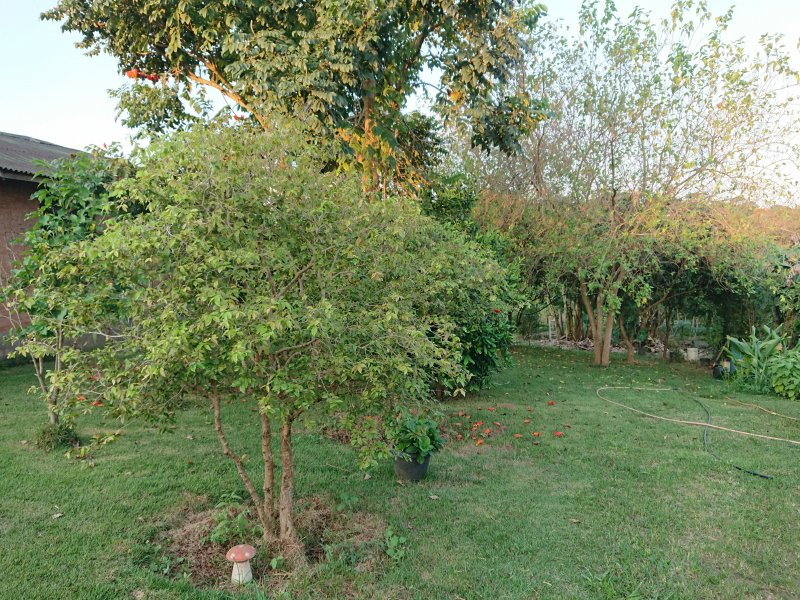 Chácara à venda CENTRO com 4500m² e 4 quartos por R$ 488.000 - 1514640128-dsc-1763.jpg