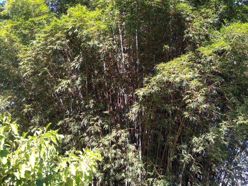 Terreno à venda Parque dos Pinheiros com 1014m² e  quartos por R$ 300.000 - 1267864401-img-20190620-142619.jpg