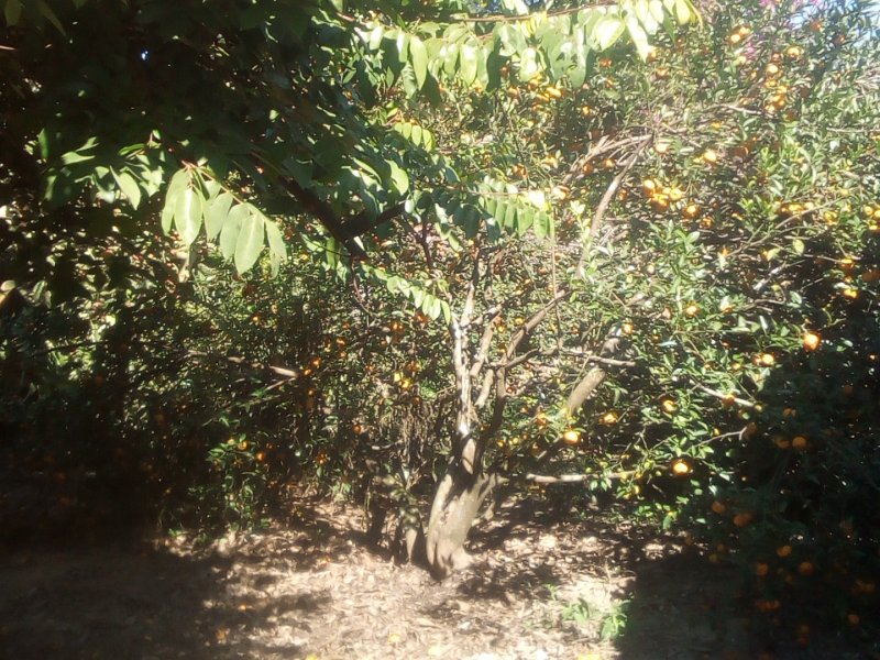 Chácara à venda Jardim Morada do Sol com 800m² e 6 quartos por R$ 1.200.000 - 1037795833-img-20190612-122041.jpg