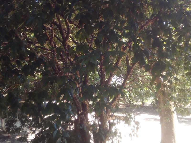 Chácara à venda Jardim Morada do Sol com 800m² e 6 quartos por R$ 1.200.000 - 793407249-img-20190612-122322.jpg