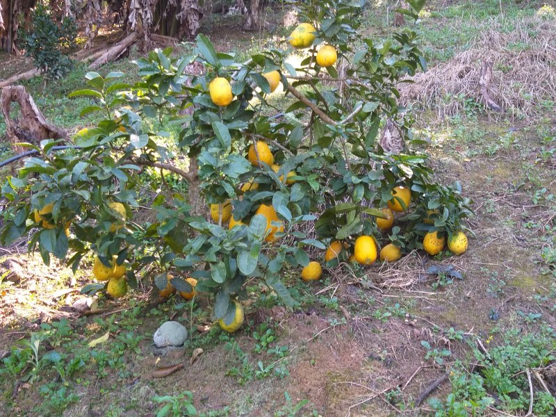 Terreno à venda Quinta Divisão com 1000m² e  quartos por R$ 65.000 - 1916007490-7.jpg