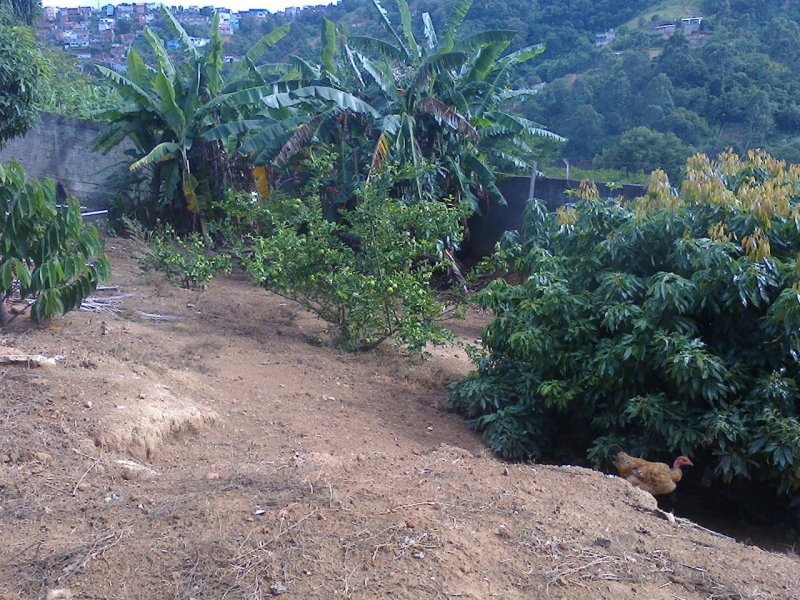 Chácara à venda Chácaras R S Aleixo com 2060m² e 5 quartos por R$ 1.000.000 - 367349180-a-vegetacao.jpeg