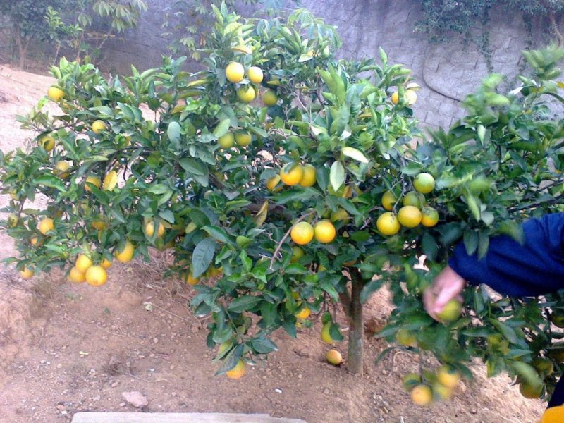 Chácara à venda Chácaras R S Aleixo com 2060m² e 5 quartos por R$ 1.000.000 - 721200180-as-arvores-frutiferas.jpeg