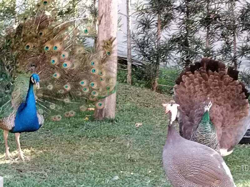 Casa de condomínio à venda Mato Dentro com 180m² e 4 quartos por R$ 480.000 - 1012725346-img-20190610-wa0039.jpg