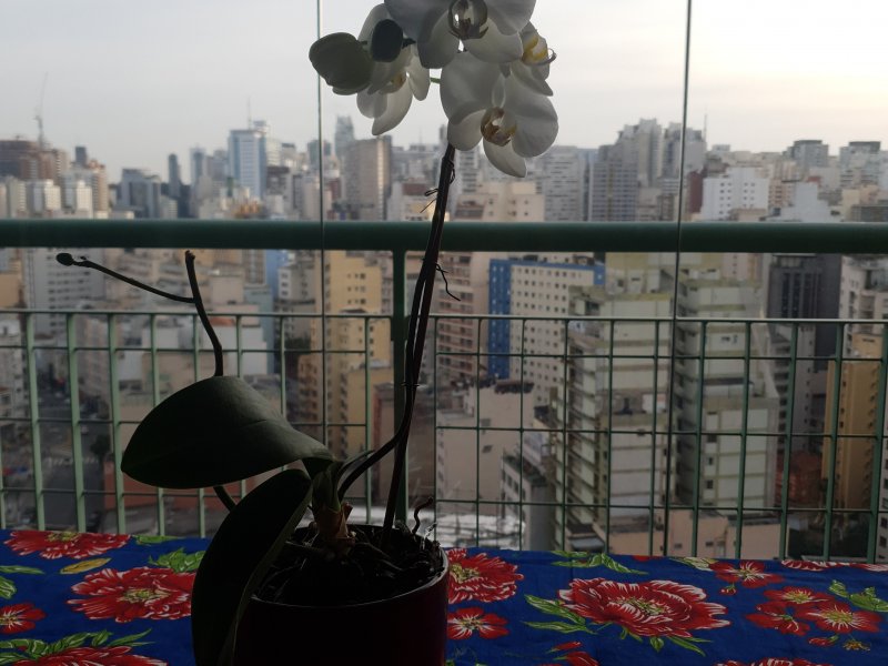 Apartamento para alugar Bela Vista com 50m² e 1 quarto por R$ 4.200 - 29380148-20190702-163759.jpg