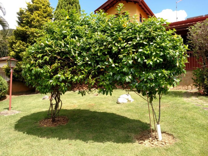 Casa à venda Jardim das Paineiras com 320m² e 3 quartos por R$ 720.000 - 1647472006-cfc2bd48-3341-4fb4-bae7-676b7992ef12.jpeg