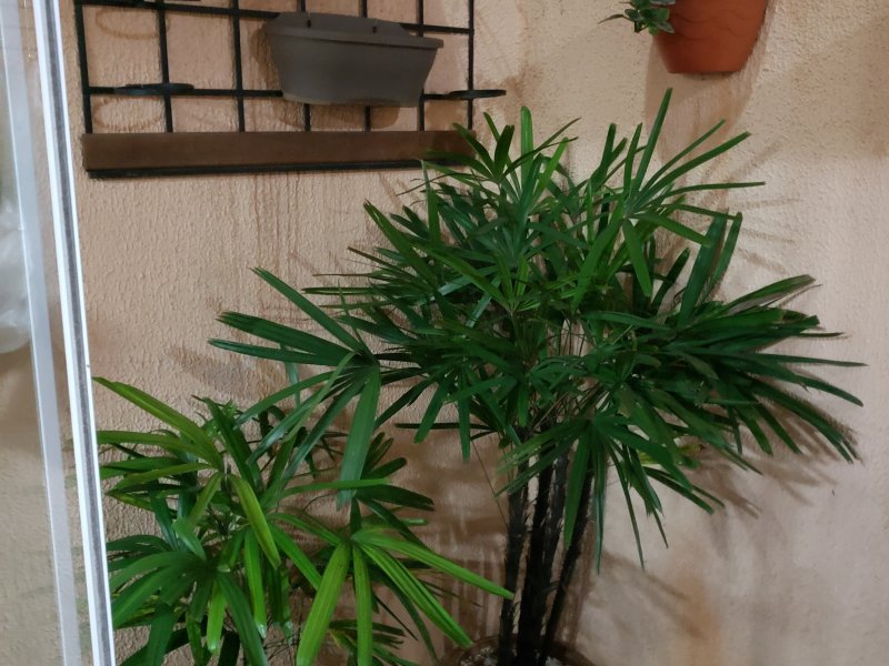 Casa de condomínio à venda RP10 (Regiões de Planejamento) com 80m² e 2 quartos por R$ 250.000 - 244919519-20190606-192149.jpg