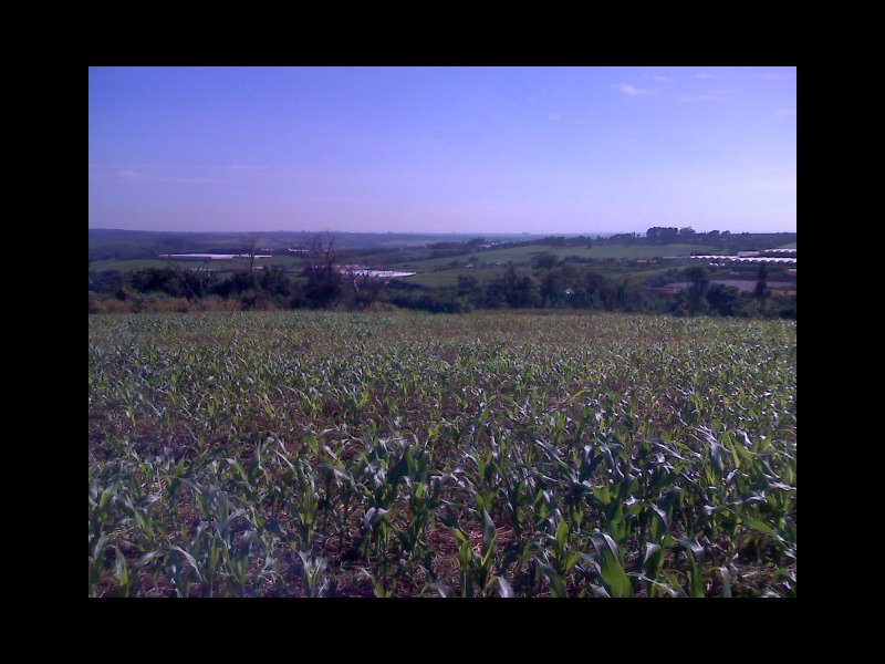 Sítio à venda tulipa com 28000m² e 1 quarto por R$ 30 - 1467730159-foto2-sitio.jpg
