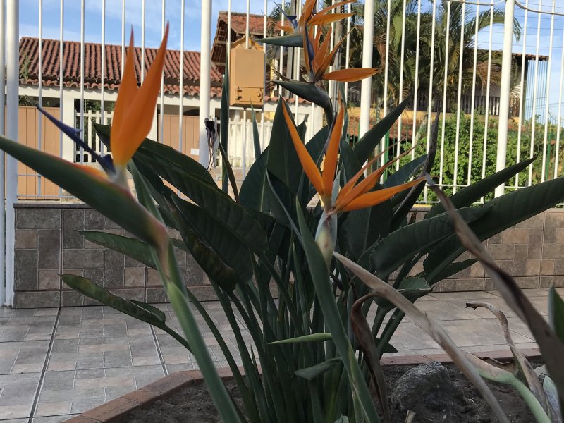 Casa à venda Parque Tamariz com 160m² e 4 quartos por R$ 450.000 - 590156915-d13390e5-082c-4991-a7b0-1097fdb26b53.jpeg