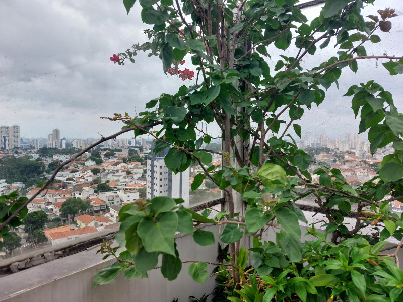 Cobertura à venda Jardim da Saúde com 200m² e 4 quartos por R$ 1.700.000 - 1181677729-20240120-153008.jpg