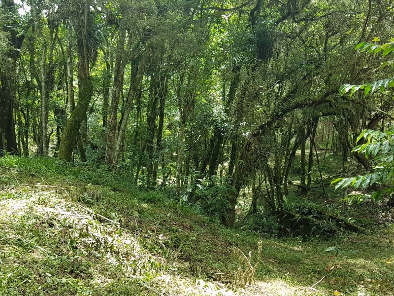 Terreno à venda Barro Prêto com 12300m² e  quartos por R$ 1.150.000 - 317565359-20190109-114414.jpg