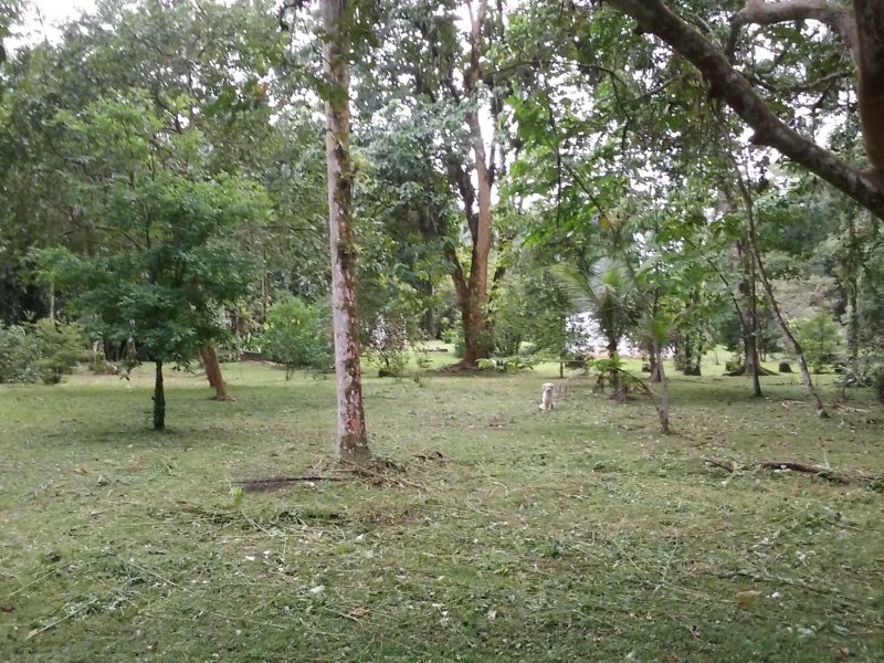 imóvel com 42507m² - Centro - Morretes