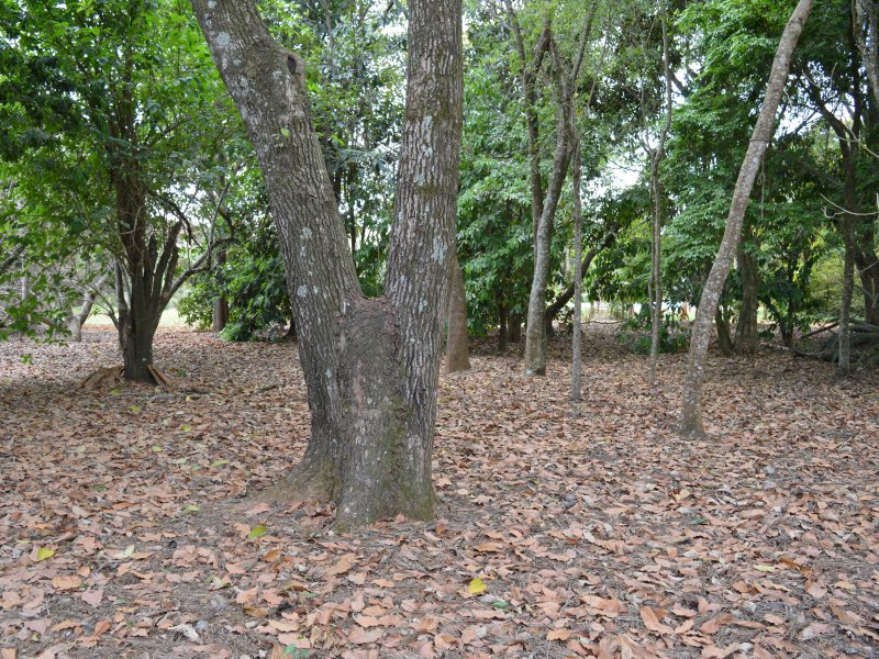 Chácara à venda cercado com 12m² e 3 quartos por R$ 550.000 - 647811173-dsc-6616.JPG