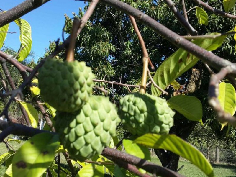 Chácara à venda centro com 5000m² e 2 quartos por R$ 850.000 - 1536920965-chacara-8.jpeg