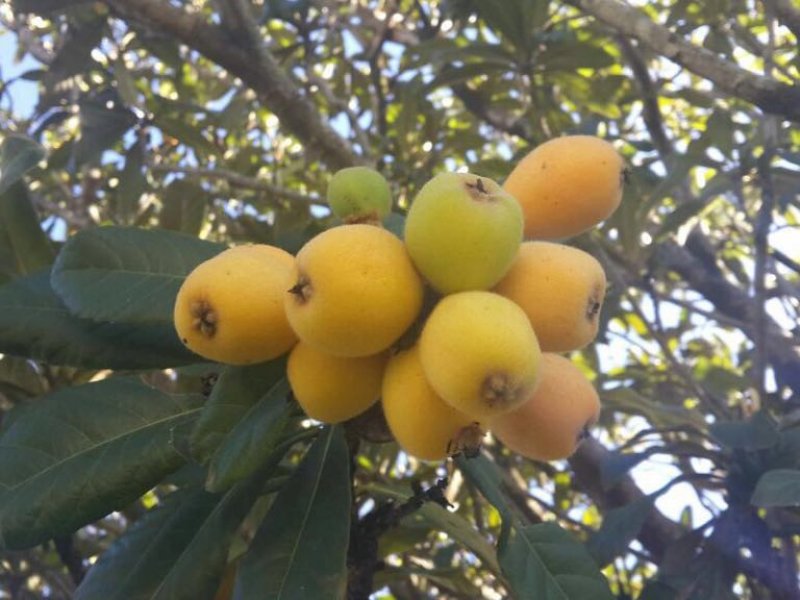 Chácara à venda centro com 5000m² e 2 quartos por R$ 850.000 - 797046546-chacara-9.jpeg