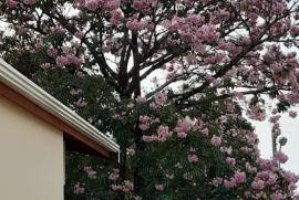 Casa de condomínio à venda Bairro das Palmeiras com 529m² - 3 dormitórios -  vagas - R$ 1.590.000 - 2020531865-3afb8a52-cf1c-4217-9797-a418f51969d5.jpeg