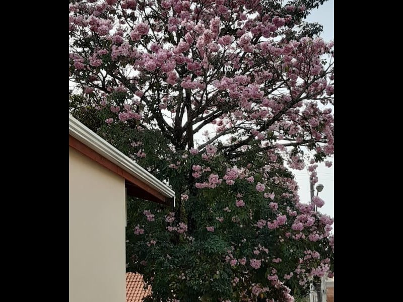 Casa de condomínio à venda Bairro das Palmeiras com 529m² e 3 quartos por R$ 1.590.000 - 2020531865-3afb8a52-cf1c-4217-9797-a418f51969d5.jpeg