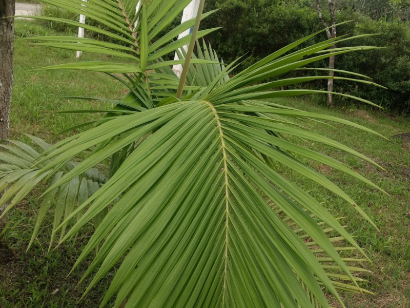 Chácara à venda Centro com 5m² e 1 quarto por R$ 95.000 - 286927052-screenshot-20191022-135808.png