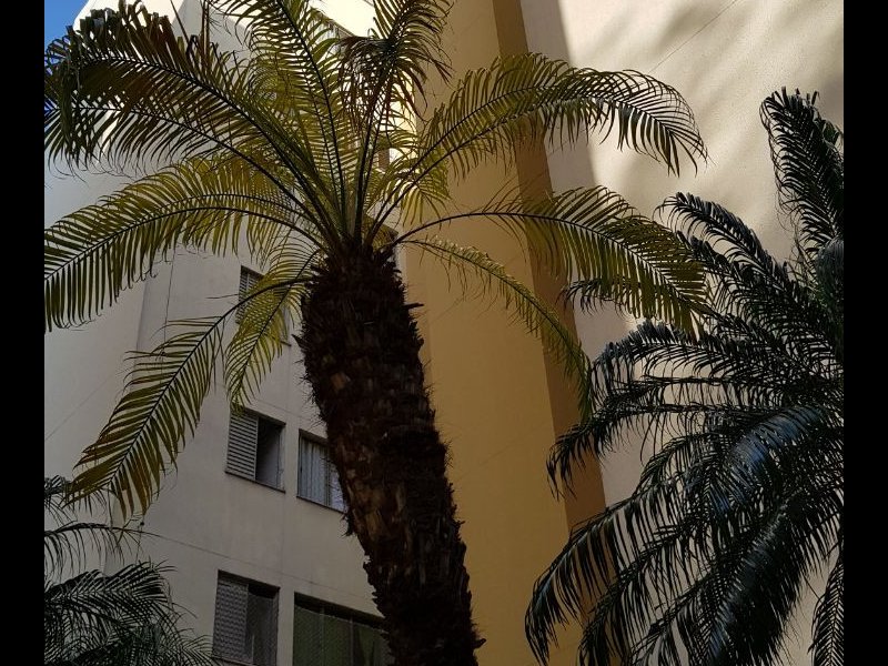 Apartamento para alugar Vila Amália (Zona Norte) com 48m² e 2 quartos por R$ 1.000 - 1483128194-whatsapp-image-2019-03-13-at-08.jpeg