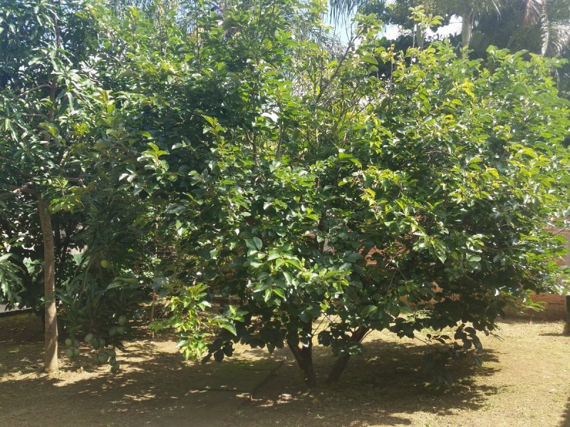 Chácara para alugar Jardim Brasília (Zona Norte) com 121m² e 3 quartos por R$ 560.000 - 1681828325-20160102-153637.jpg