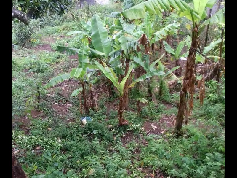 Chácara à venda Bela Vista com 800m² e 1 quarto por R$ 550.000 - 1747104458-img-20170901-wa0000.jpg
