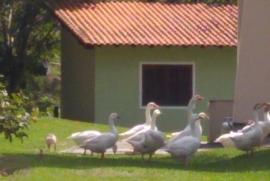 Sítio à venda Centro com 150m² - 8 dormitórios -  vagas - R$ 1.300.000 - 717087976-img-20190907-122436864.jpg
