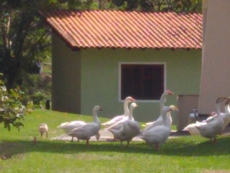 Sítio à venda Centro com 150m² e 8 quartos por R$ 1.300.000 - 717087976-img-20190907-122436864.jpg