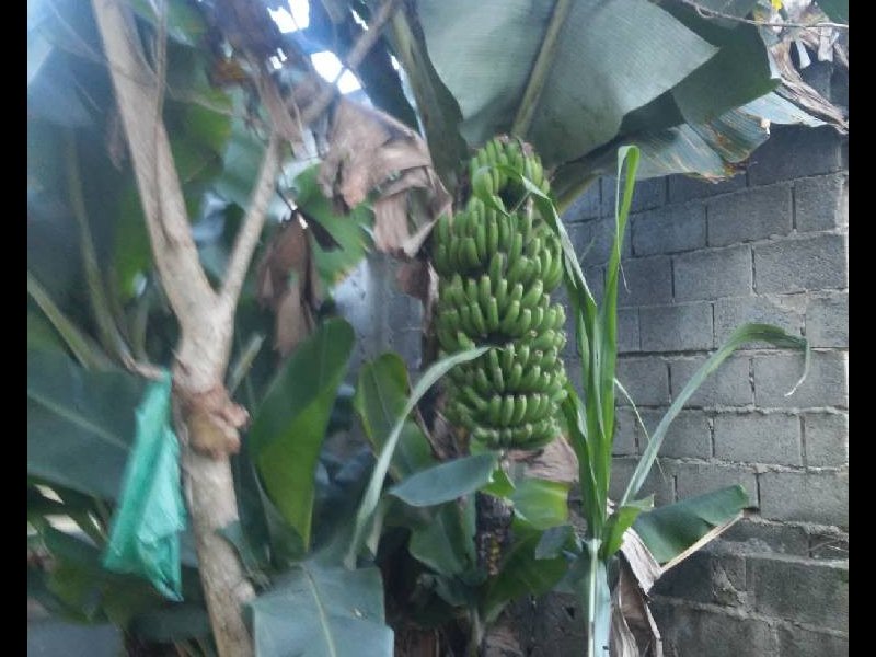 Casa à venda Cidade Ipava com 250m² e 5 quartos por R$ 350.000 - 1006171059-jpeg-5.jpg