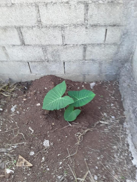 Terreno à venda Parque das Gaivotas com 360m² e 1 quarto por R$ 98.000 - 1196650984-367433909-6700175900004150-333541199180633593-n.jpg