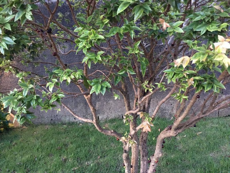 Casa à venda Balneário Água Limpa com 878m² e 3 quartos por R$ 450.000 - 1729904866-07111184-2e76-4507-be67-76b084a49b41.jpeg